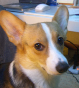 ���̂������ۂ܂��Ă܂��B